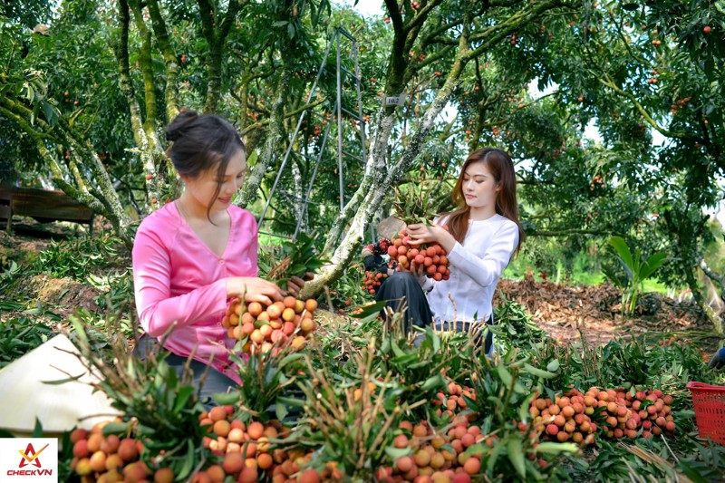 Vườn vải Hải Dương