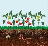 h&igrave;nh ảnh environment 2