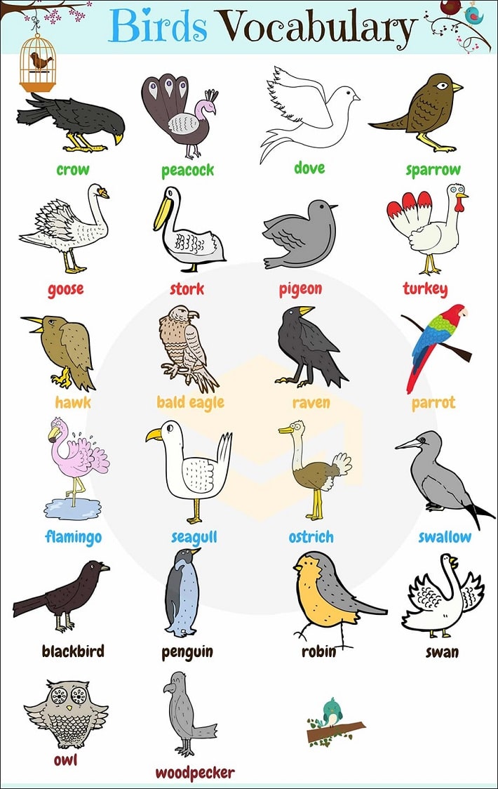 Bird vocabulary