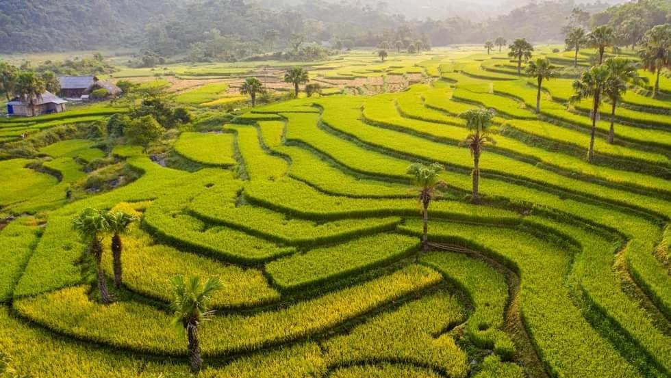 đồi ch&egrave; Th&aacute;i Nguy&ecirc;n