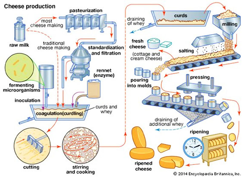 đề writing task 1 the process of making cheese