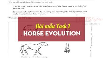 ielts-writing-task-1-horse-evolution-sample-1787